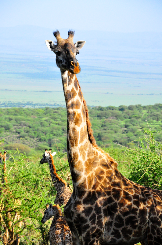 Ngorongoro Crater - Serengeti National Park